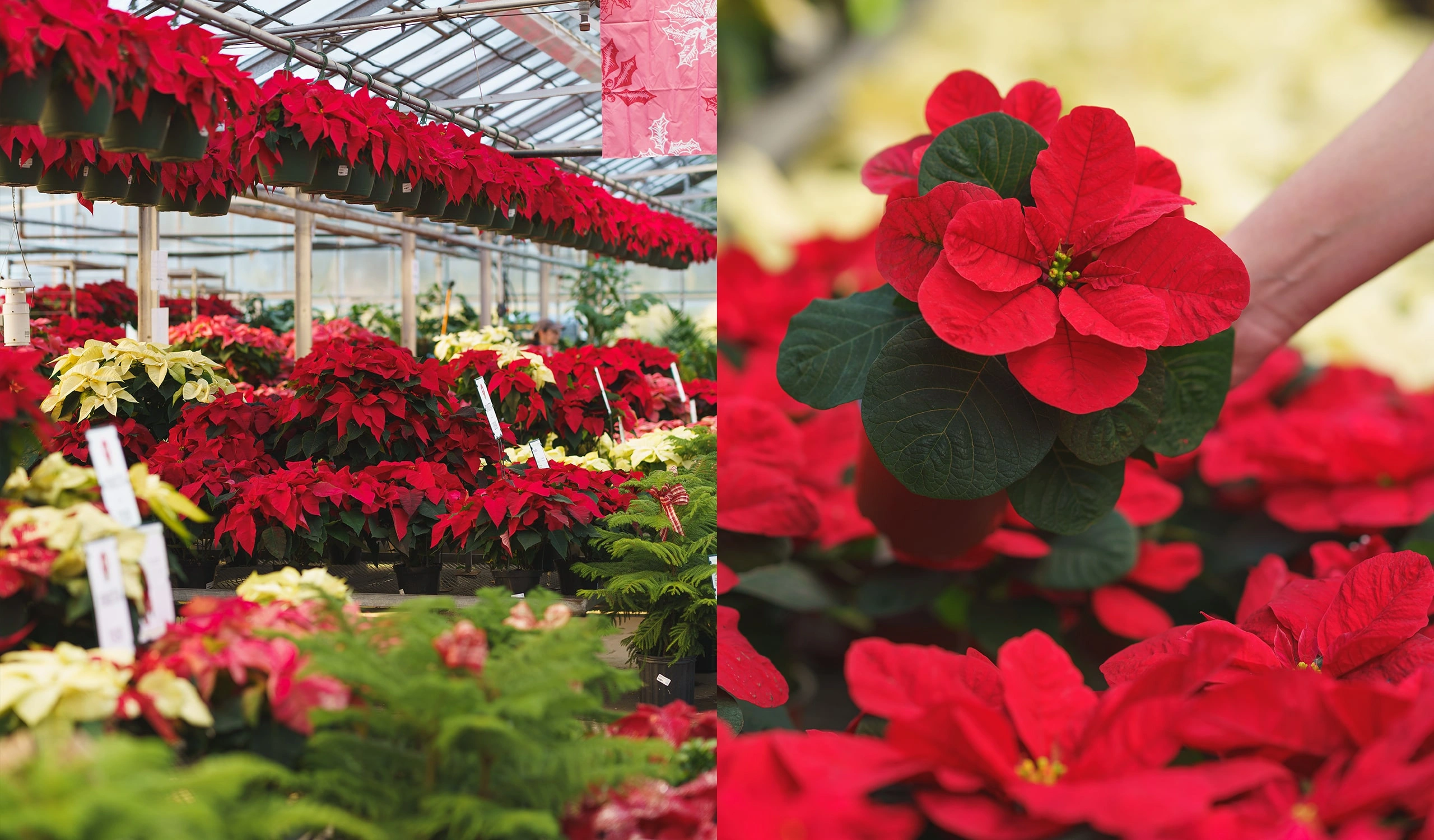 “Deck the Halls with Poinsettias and Mistletoe: Their Festive Origins”